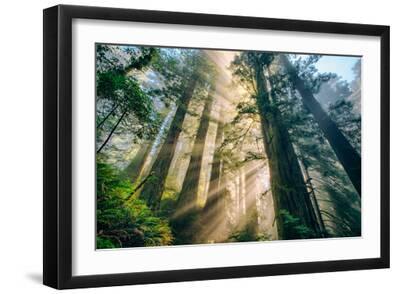 Divine Forest Light Coast Redwoods Del Norte California - Black Framed Art Print Wall Art, 18x12