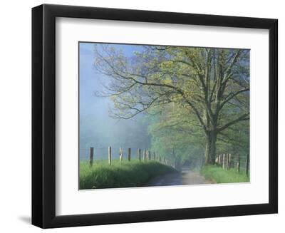 Foggy Road and Oak Tree, Cades Cove, Great Smoky Mountains National Park, Tennessee, USA - Black Framed Art Print Wall Art, 12x9