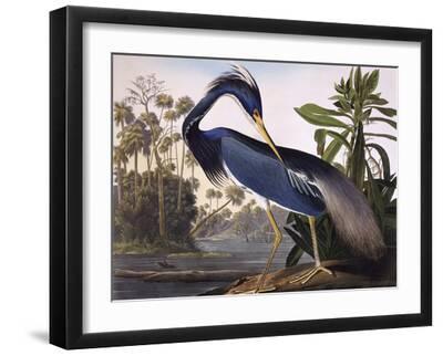 Louisiana Heron - Black Framed Art Print Wall Art, 16x12