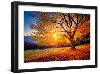 Majestic Alone Beech Tree on a Hill Slope with Sunny Beams at Mountain Valley. Dramatic Colorful Mo - Black Framed Art Print Wall Art, 18x12
