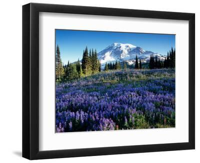 Mt. Rainier from Mazama Ridge, Mount Rainier National Park, Washington, USA - Black Framed Art Print Wall Art, 12x9