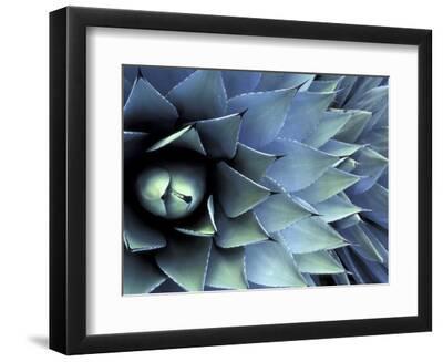 Pattern in Agave Cactus - Black Framed Art Print Wall Art, 12x9