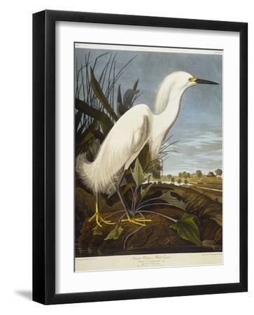 Snowy Heron or White Egret / Snowy Egret - Black Framed Art Print Wall Art, 12x16