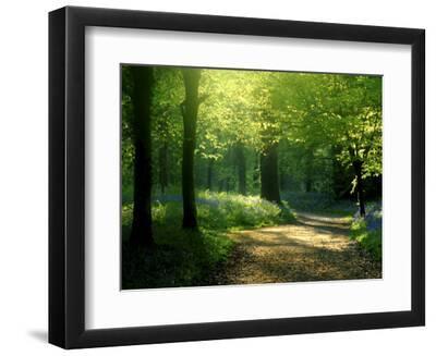 Track Leading Through Lanhydrock Beech Woodland with Bluebells in Spring, Cornwall, UK - Black Framed Art Print Wall Art, 12x9