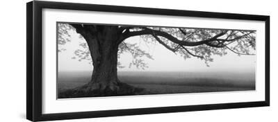 Tree in a Farm, Knox Farm State Park, East Aurora, New York State, USA - Black Framed Art Print Wall Art, 24x8