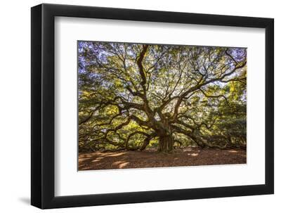 USA, South Carolina, Charleston, Angel Oak - Black Framed Art Print Wall Art, 12x8