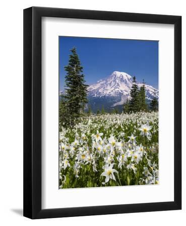 USA, Washington, Mount Rainier NP. Avalanche Lilies and Mount Rainier - Black Framed Art Print Wall Art, 9x12