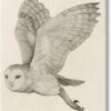 Stupell Industries Flying Barn Owl Wings Detailed Monochrome Drawing, Design by Grace Popp
