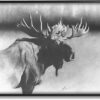 Stupell Industries Moose in Rustic Forest Realistic Pencil Drawing