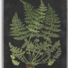 Stupell Industries 'Scientific Botanical Fern Drawing', Framed Giclee Art, Gray, 11 x 14 Inches, Easy to Hang and Sturdy, Made in USA, by Lettered...