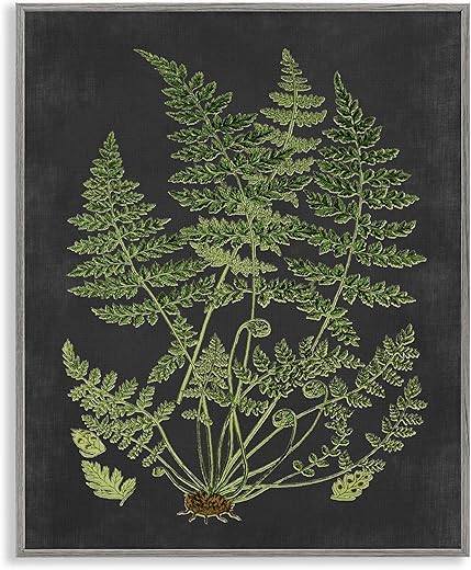 Stupell Industries 'Scientific Botanical Fern Drawing', Framed Giclee Art, Gray, 11 x 14 Inches, Easy to Hang and Sturdy, Made in USA, by Lettered... Stupell Industries 'Scientific Botanical Fern Drawing', Framed Giclee Art, Gray, 11 x 14 Inches, Easy to Hang and Sturdy, Made in USA, by Lettered...