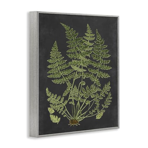 Stupell Industries 'Scientific Botanical Fern Drawing', Framed Giclee Art, Gray, 11 x 14 Inches, Easy to Hang and Sturdy, Made in USA, by Lettered...